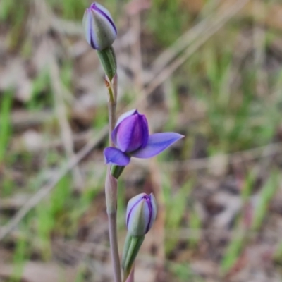 Thelymitra (Genus) (Sun Orchid) at Jerrabomberra, ACT - 12 Oct 2023 by Mike