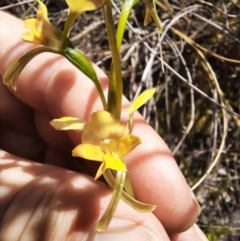 Diuris pardina (Leopard Doubletail) at Gundaroo, NSW - 12 Oct 2023 by samreid007