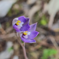 Thelymitra brevifolia (Short-leaf Sun Orchid) at Mugga Mugga NR (MUG) - 12 Oct 2023 by WalkYonder