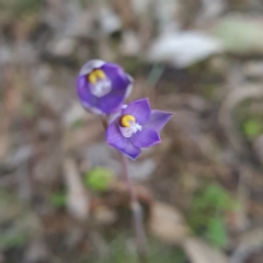 Thelymitra brevifolia at O'Malley, ACT - suppressed