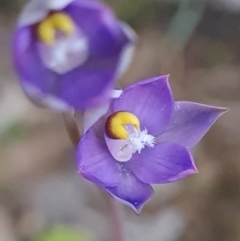 Thelymitra brevifolia at O'Malley, ACT - suppressed