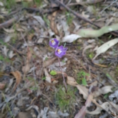 Thelymitra brevifolia at O'Malley, ACT - suppressed