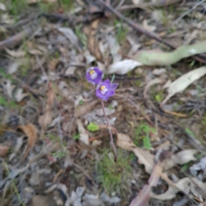 Thelymitra brevifolia at O'Malley, ACT - suppressed