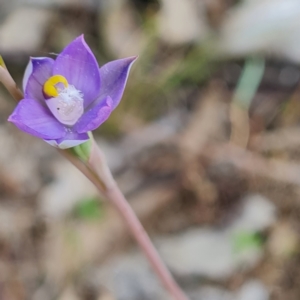 Thelymitra brevifolia at O'Malley, ACT - suppressed