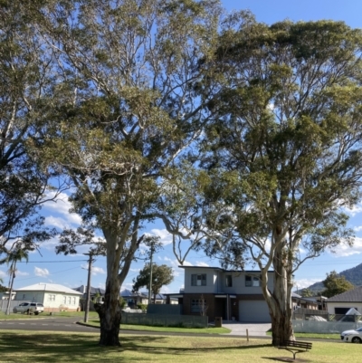 Eucalyptus tereticornis (Forest Red Gum) at Fernhill, NSW - 12 Oct 2023 by JohnGiacon