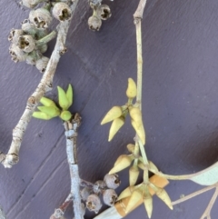 Eucalyptus tereticornis at Fernhill, NSW - 12 Oct 2023 04:17 PM