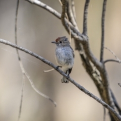 Petroica goodenovii (Red-capped Robin) at Majura, ACT - 12 Oct 2023 by trevsci