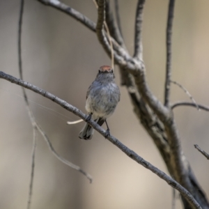 Petroica goodenovii at Majura, ACT - 12 Oct 2023