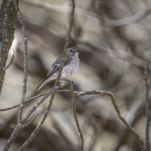 Petroica goodenovii at Majura, ACT - 12 Oct 2023