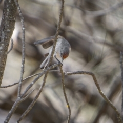 Petroica goodenovii at Majura, ACT - 12 Oct 2023