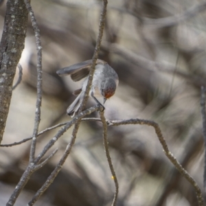 Petroica goodenovii at Majura, ACT - 12 Oct 2023