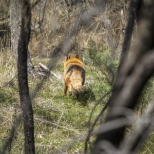 Vulpes vulpes at Majura, ACT - 12 Oct 2023