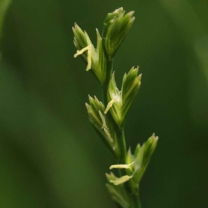 Lolium rigidum at Turner, ACT - 10 Oct 2023