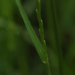 Lolium rigidum at Turner, ACT - 10 Oct 2023