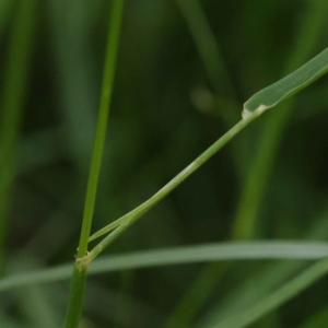 Lolium rigidum at Turner, ACT - 10 Oct 2023