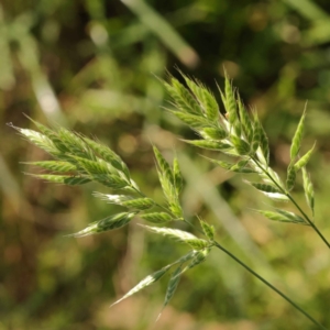 Bromus hordeaceus at Turner, ACT - 10 Oct 2023