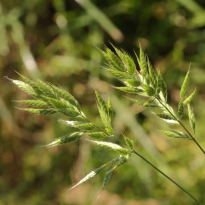 Bromus hordeaceus (A Soft Brome) at Sullivans Creek, Turner - 10 Oct 2023 by ConBoekel