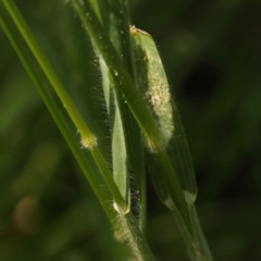 Bromus hordeaceus at Turner, ACT - 10 Oct 2023 02:38 PM