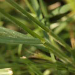 Bromus hordeaceus at Turner, ACT - 10 Oct 2023