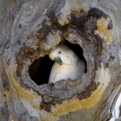 Cacatua galerita (Sulphur-crested Cockatoo) at Gungaderra Grasslands - 11 Oct 2023 by trevsci