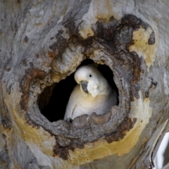 Cacatua galerita at Gungahlin, ACT - 11 Oct 2023