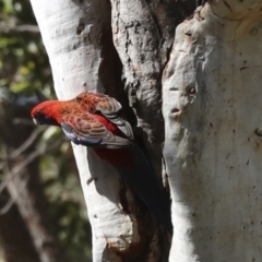 Platycercus elegans (Crimson Rosella) at Acton, ACT - 12 Oct 2023 by AlisonMilton