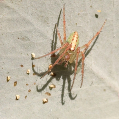 Araneus talipedatus (Slender green orb-weaver) at Turner, ACT - 10 Oct 2023 by ConBoekel