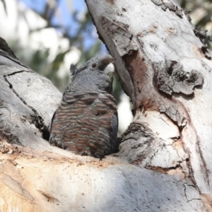 Callocephalon fimbriatum at Acton, ACT - suppressed