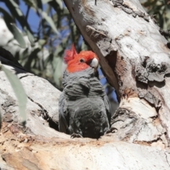 Callocephalon fimbriatum at Acton, ACT - suppressed