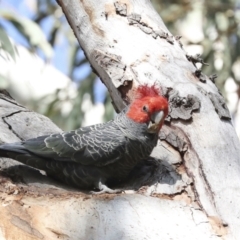 Callocephalon fimbriatum at Acton, ACT - suppressed