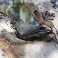 Callocephalon fimbriatum at Acton, ACT - suppressed