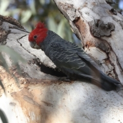 Callocephalon fimbriatum at Acton, ACT - suppressed