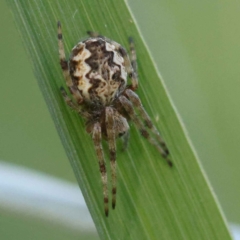 Salsa fuliginata (Sooty Orb-weaver) at Sullivans Creek, Turner - 10 Oct 2023 by ConBoekel