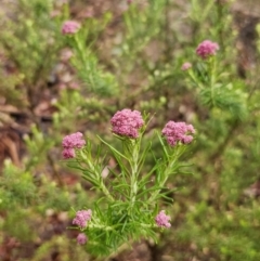 Cassinia aculeata subsp. aculeata (Dolly Bush, Common Cassinia, Dogwood) at Rendezvous Creek, ACT - 12 Oct 2023 by Csteele4