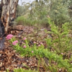 Cassinia aculeata subsp. aculeata at Rendezvous Creek, ACT - 12 Oct 2023 04:31 PM