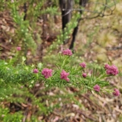 Cassinia aculeata subsp. aculeata at Rendezvous Creek, ACT - 12 Oct 2023 04:31 PM