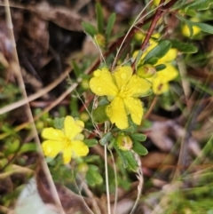 Hibbertia obtusifolia (Grey Guinea-flower) at Namadgi National Park - 12 Oct 2023 by Csteele4