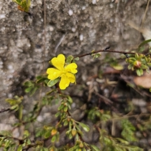 Hibbertia obtusifolia at Rendezvous Creek, ACT - 12 Oct 2023