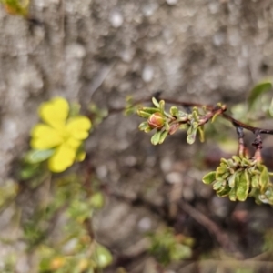 Hibbertia obtusifolia at Rendezvous Creek, ACT - 12 Oct 2023