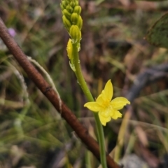 Bulbine glauca (Rock Lily) at Namadgi National Park - 12 Oct 2023 by Csteele4