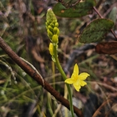 Bulbine glauca at Rendezvous Creek, ACT - 12 Oct 2023 04:22 PM