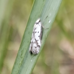 Philobota lysizona (A concealer moth) at Namadgi National Park - 12 Oct 2023 by Csteele4