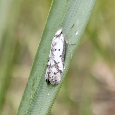 Philobota lysizona (A concealer moth) at Rendezvous Creek, ACT - 12 Oct 2023 by Csteele4