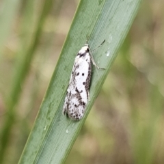 Philobota lysizona at Rendezvous Creek, ACT - 12 Oct 2023