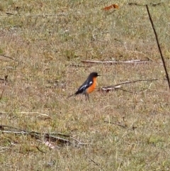 Petroica phoenicea (Flame Robin) at Rendezvous Creek, ACT - 12 Oct 2023 by Csteele4