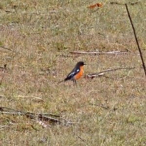 Petroica phoenicea at Rendezvous Creek, ACT - 12 Oct 2023