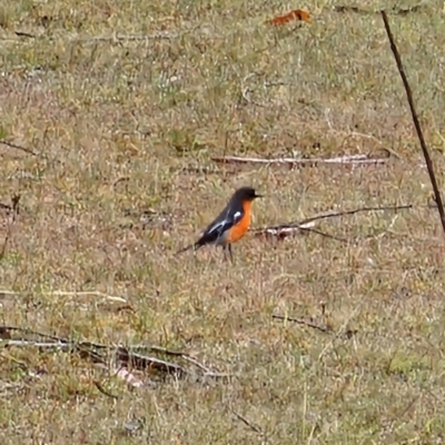 Petroica phoenicea (Flame Robin) at Namadgi National Park - 12 Oct 2023 by Csteele4