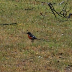 Petroica phoenicea at Rendezvous Creek, ACT - 12 Oct 2023