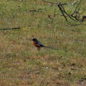 Petroica phoenicea at Rendezvous Creek, ACT - 12 Oct 2023