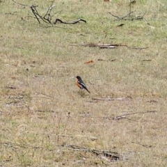 Petroica phoenicea at Rendezvous Creek, ACT - 12 Oct 2023